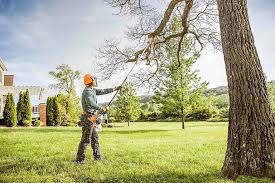 How Our Tree Care Process Works  in  Lawndale, CA