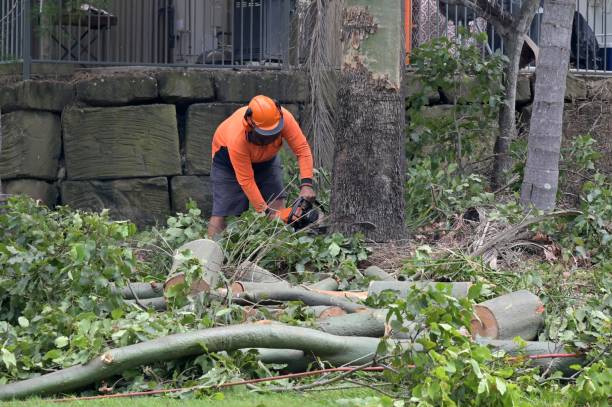 Leaf Removal in Lawndale, CA