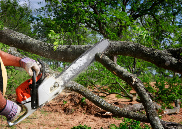 Trusted Lawndale, CA Tree Services Experts